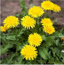 Load image into Gallery viewer, Dandelion Extract