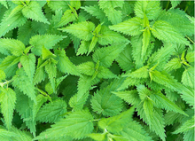 Load image into Gallery viewer, Nettle Extract